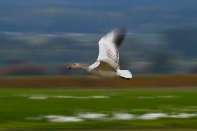 Snow Goose In Flight